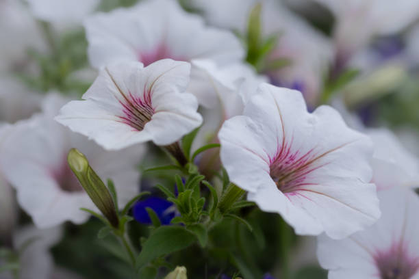 istock Hanging white petunia flowers 2161658279