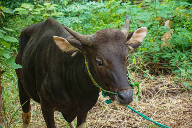 a cow tied in a cattle pen