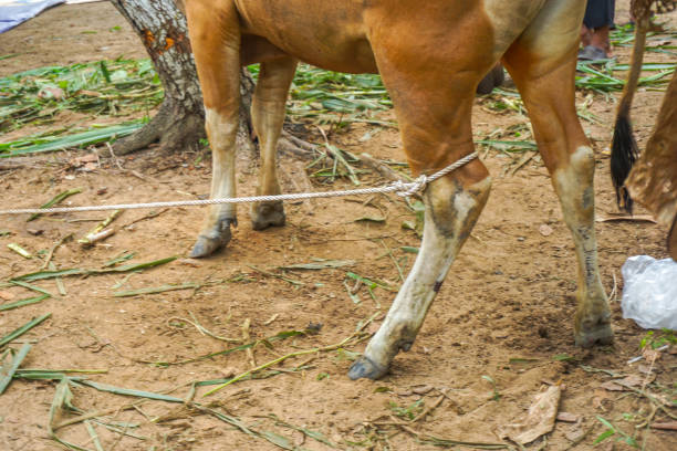The cow's hind legs are tied