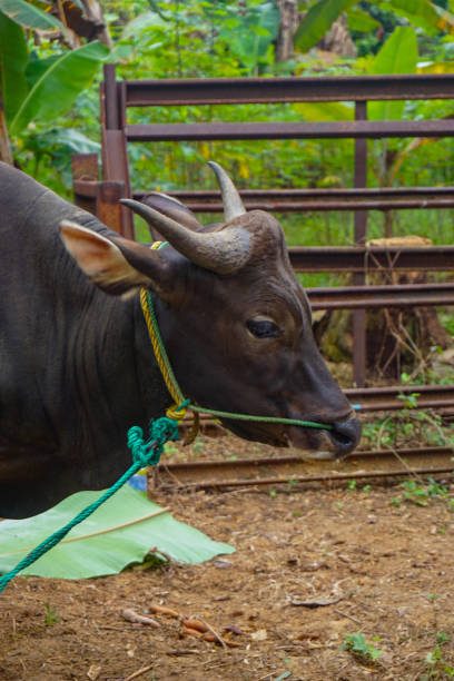 a cow tied in a cattle pen