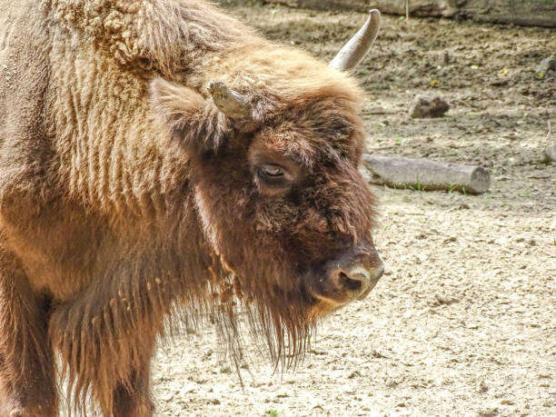 A close up of a Eurasian Bison's head.