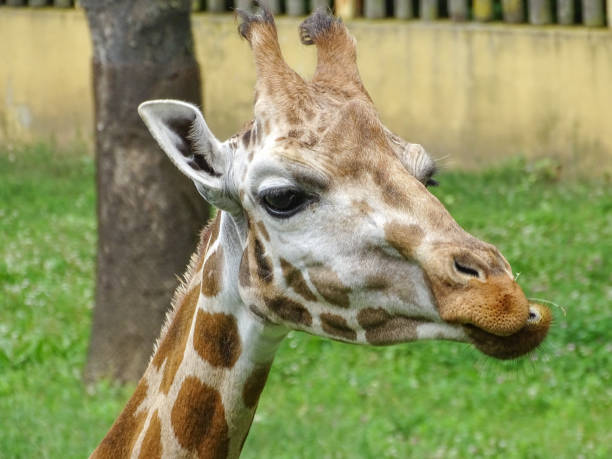 istock The head of a giraffe. Giraffe 2161659598