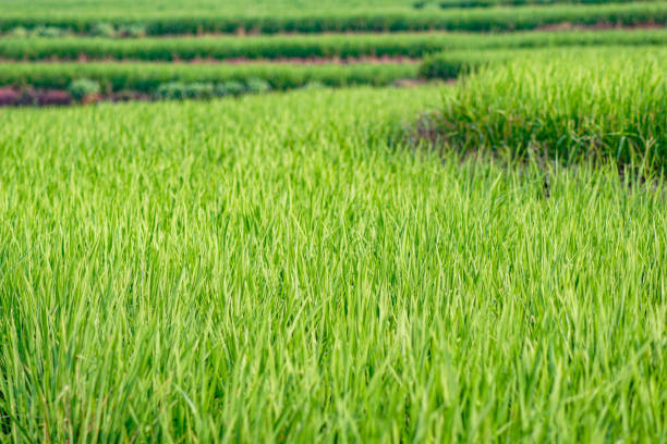 Rice ears in the fields