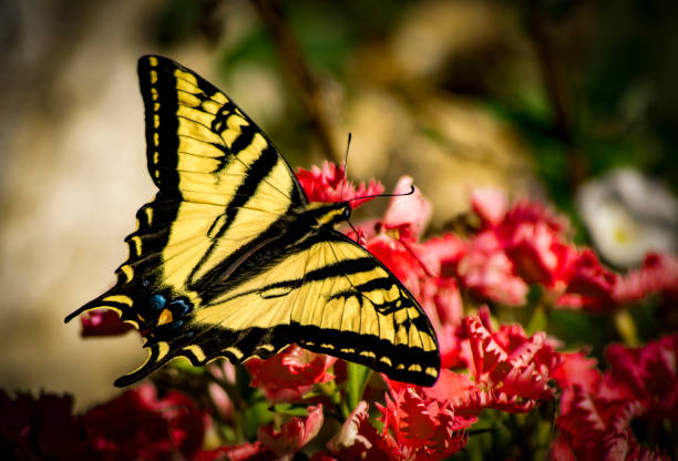 istock Birds and butterflies 2161660099