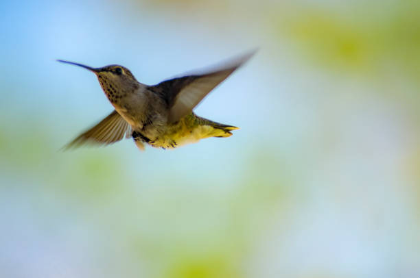istock Birds and butterflies 2161660140