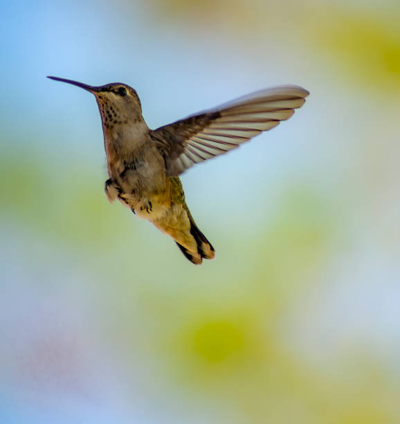 istock Birds and butterflies 2161660144