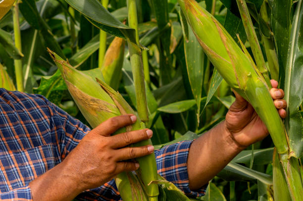 istock Farmers working in a corn field. 2161660289