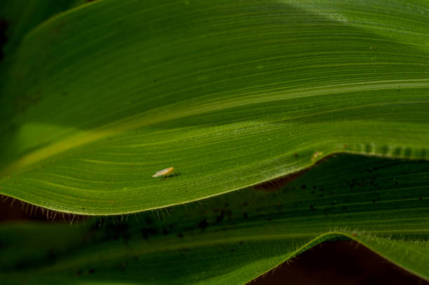 istock Plague of insects. 2161660291