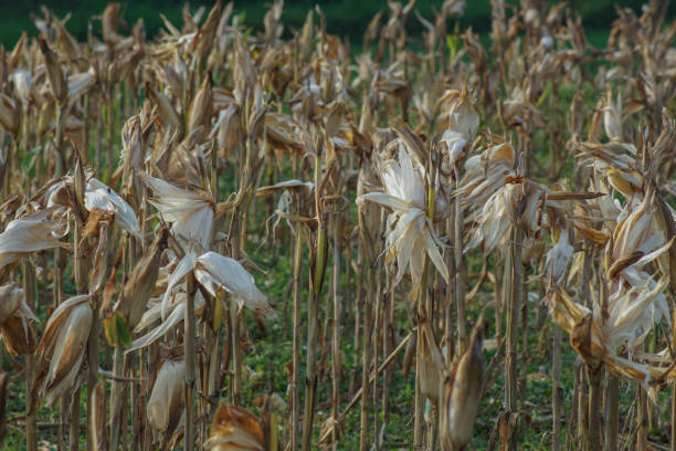 Field of ripe pumpkins growing along California coast, with corn stalks in the background.Taken in Santa Cruz, California, USA.