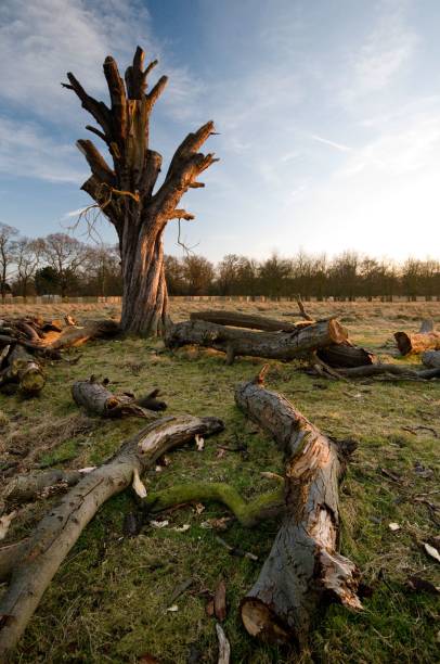 istock Tree half-felled with branches laying on the ground 2161660890