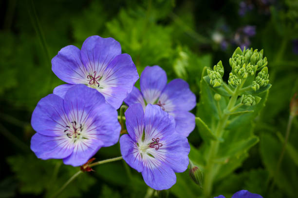 istock A very colorful british summer 2161661709