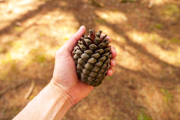 istock A hiking traveler hand holds a large pine cone on a forest floor background 2161661767