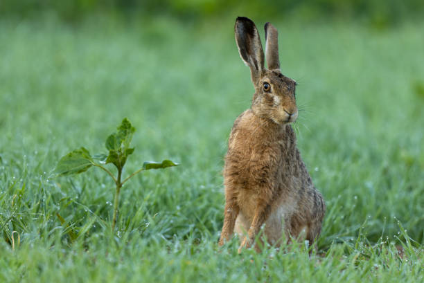 istock Beautiful European hare (Lepus europaeus) 2161661840