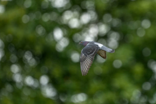 A dynamic scene showing pigeons mid-flight against the backdrop of lush green trees and elegant wrought-iron fencing. The soft natural light and motion create an energetic yet peaceful moment, perfect for themes of urban nature, freedom, and city life.