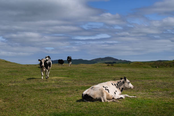 Small group of dairy cows in a field on a bright summer afternoon in Scotland