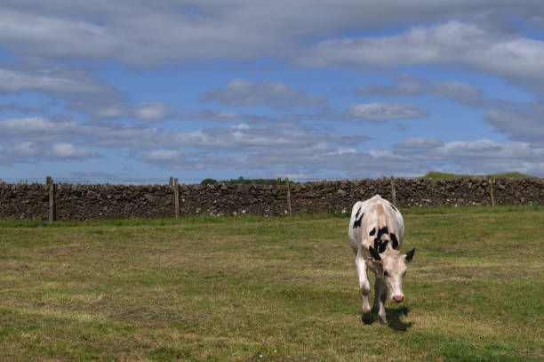 One dairy cow in a field on a bright summer afternoon in Scotland