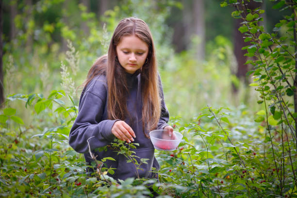Young girl picking raspberries in the forest