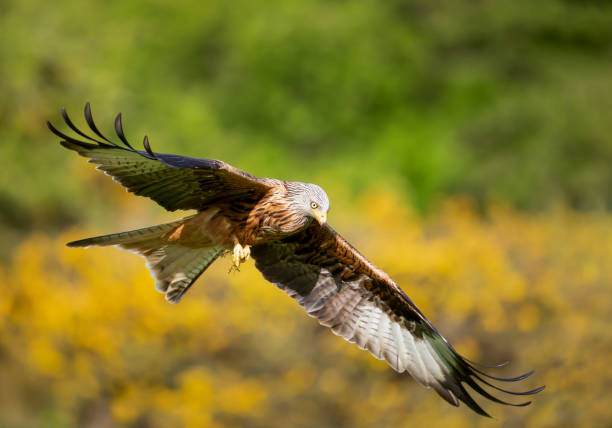 istock Red kite in flight against colourful background 2161662964
