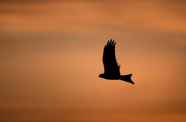 istock Silhouette of a red kite in flight at sunset 2161662976