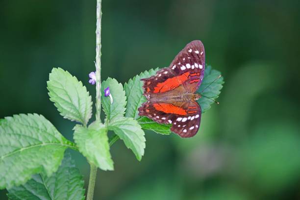 istock Close up of tropical butterfly 2161663004