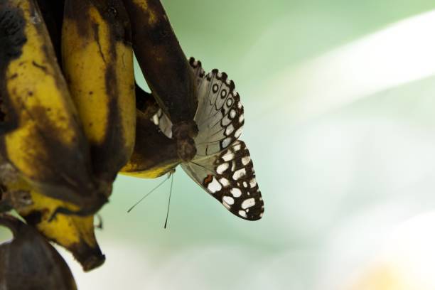 istock Close up of tropical butterfly 2161663203