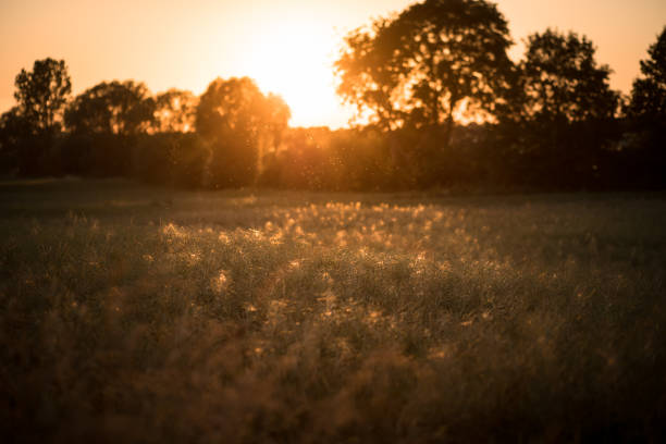 Atmospheric landscape in the countryside in summer on a path
