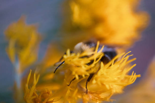 A bumble bee foraging and sleeping in the late afternoon sun