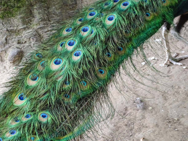 istock Peacock's tail. A peacock with colorful feathers 2161664372