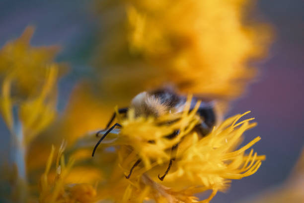 A bumble bee foraging and sleeping in the late afternoon sun
