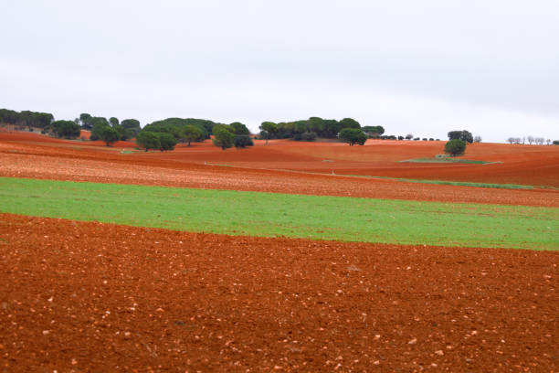 istock Colorful fields planted in Cuenca region 2161664503