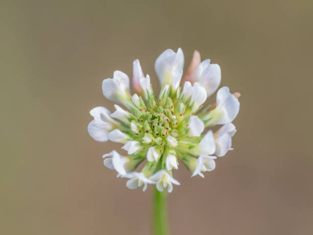 Closeup of wild flower