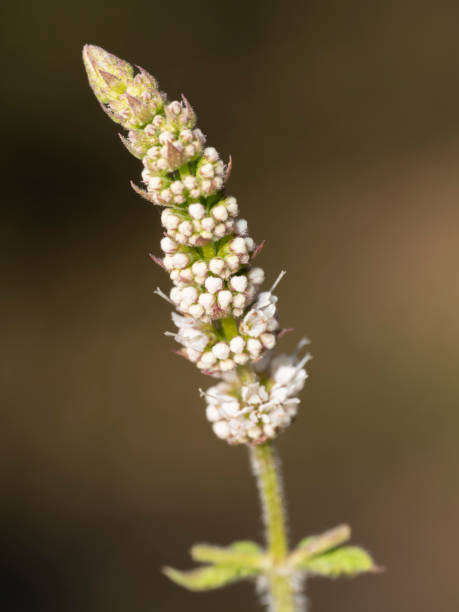 istock Closeup of wild flower 2161664589