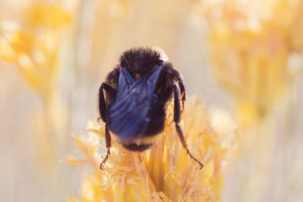A bumble bee foraging and sleeping in the late afternoon sun