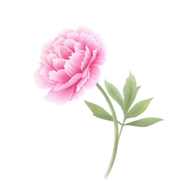 istock Pink peony flower with leaves isolated on white background. Hand drawn watercolor botanical illustration. Clipart for design, cards, invitations, congratulations, packaging, printing, advertising 2161665147