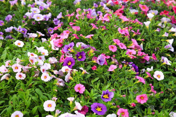 istock Colorful Calibrachoa plants under the sun 2161666317