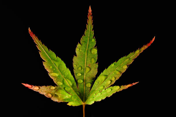 End of branch Japanese maple leaves with rain drops on the leaves which show the tips changing to a red colour. This photograph has a  black background