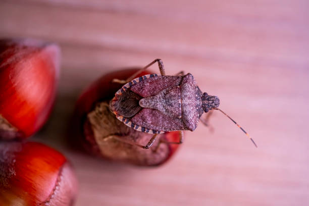 Beetle skunk harms hazelnut farming in Turkey