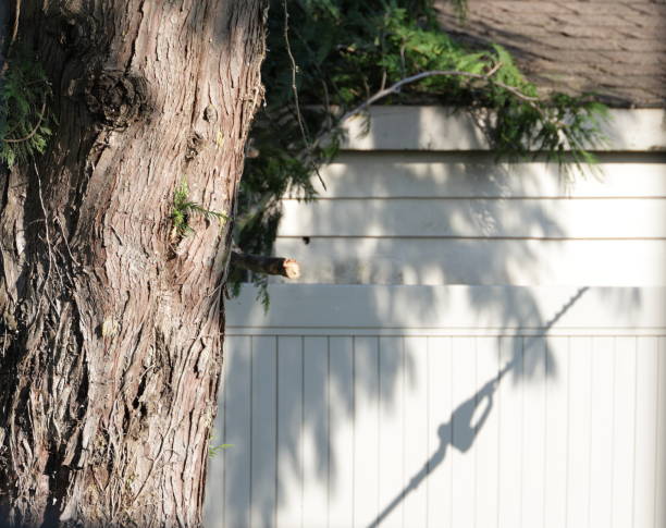 A cedar tree is professionally trimmed near a backyard fence. Summer morning in Metro  Vancouver.