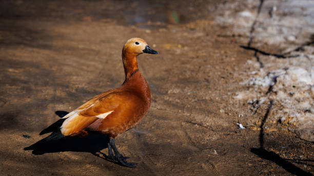 istock A solitary Ruddy Shelduck leisurely strolls along a sandy path in its serene natural environment 2161670061