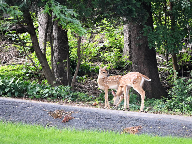 istock Two White-tailed Fawns 2161670586