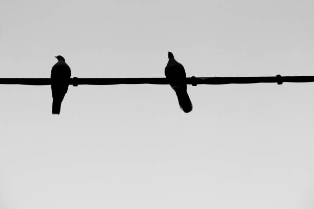 istock Two pigeons perched on power line 2161670956