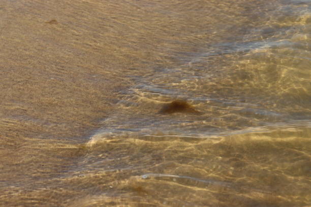 Soft wave of ocean on the sandy beach