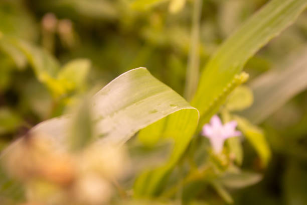 A green plant with a flower in the background of the image