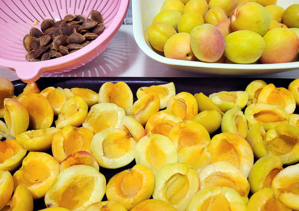 drying or freezing apricots and seeds malatya