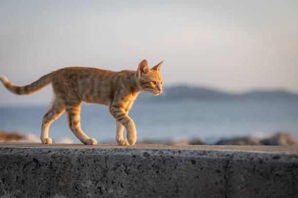 istock Ginger kitten is walking on the street. 2161675595