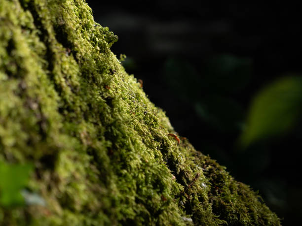 istock Close-up of moss on a tree trunk in a dark forest 2161676958