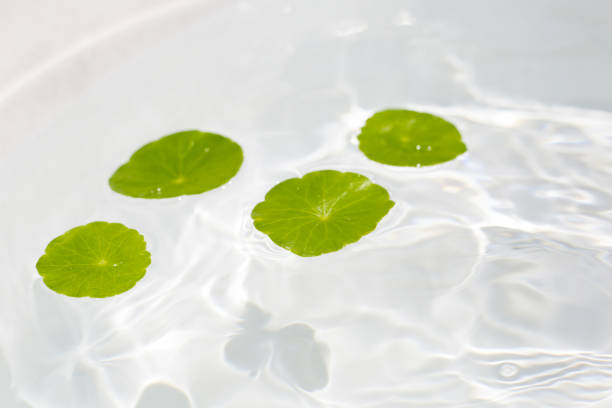 Centella asiatica leaves floating on the water