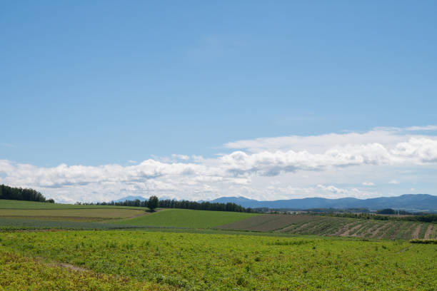 istock Green fields and blue sky in summer 2161681696