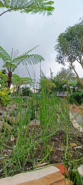 The water bamboo plant (Equisetum hyemale). The water bamboo plant (Equisetum hyemale), also known as horsetail or snake grass, is a plant often used in water gardens and aquatic landscapes. horsetail bamboo stock pictures, royalty-free photos & images