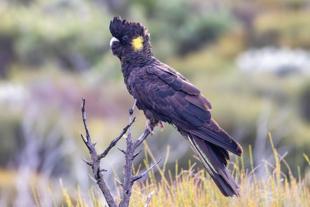 istock Yellow-tailed Black Cockatoo 2161682319